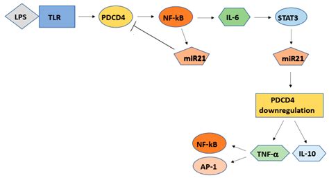 IJMS Free Full Text Control Mechanisms Of The Tumor Suppressor