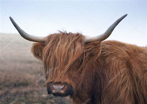 Red brown Highland cattle — Stock Photo © prill #7117366