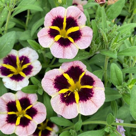 Calibrachoa Tik Tok Crystal Mauve Orang Coclicoh