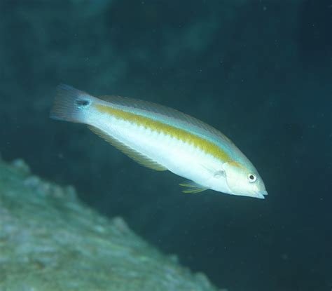 Eastern King Wrasse Fishes Of Cabbage Tree Bay Aquatic Reserve Sydney