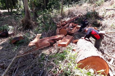 Bb Illegal Logging Di Hutan Sendiki Malang Hilang Profauna