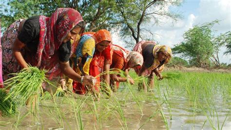 Kharif Planting Normal For Most Crops Barring Pulses Latest News