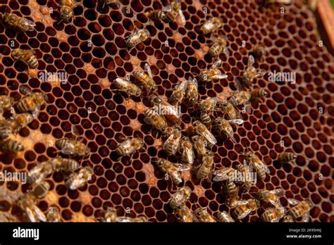 Bee Queen In Beehive Queen Bee In A Beehive Laying Eggs Supported By Worker Bees Mistress Bee