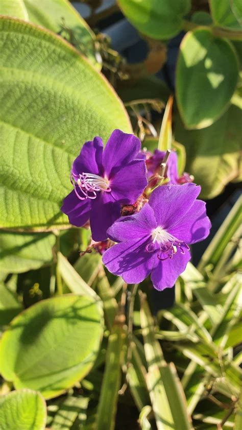 Pin By Liliana Escoda On Flores Y Plantas Plants Garden