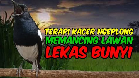 Terapi Malam Suara Kacer Gacor Ngeplong Buat Pancingan Kacer Bahan