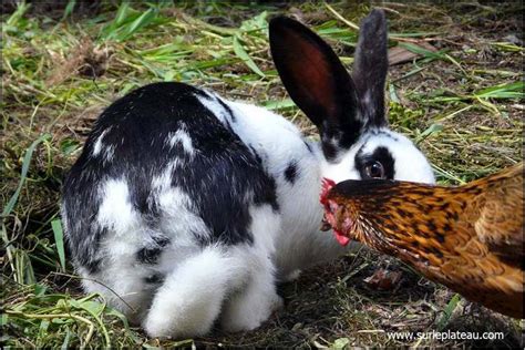 Poules Et Lapins Ensemble Dans Un Poulailler C Est Possible