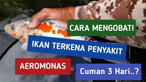 Cara Mengobati Ikan Koi Sakit Aeromonas Dengan Mudah Youtube