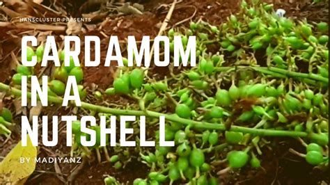 Cardamom Cultivation In A Nutshell Madiyanz Youtube