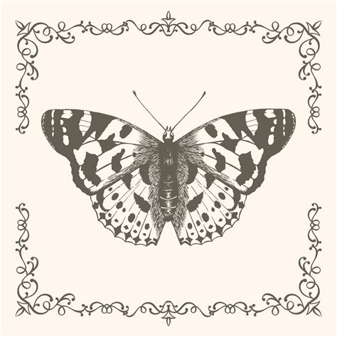 Hand drawn butterfly in a beautiful frame 34706387 Vector Art at Vecteezy