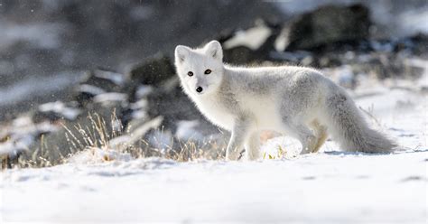 Arctic Fox In The Tundra