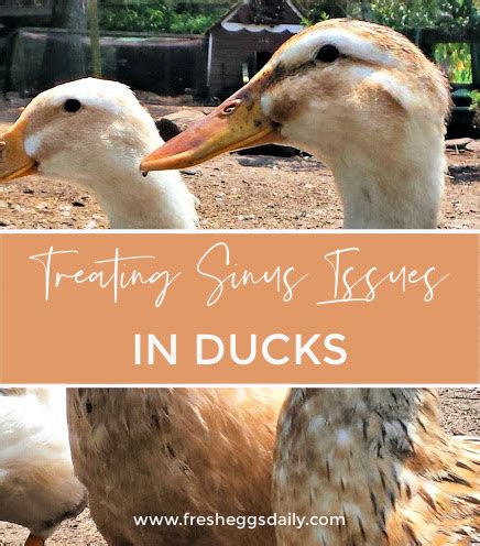 Treating Foamy Eye And Sinus Issues In Ducks Naturally Fresh Eggs