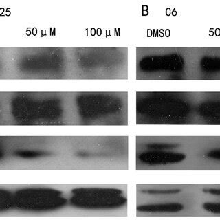 DHA Inhibits RAF MEK ERK And PI3K AKT Signaling Pathways In A BT325