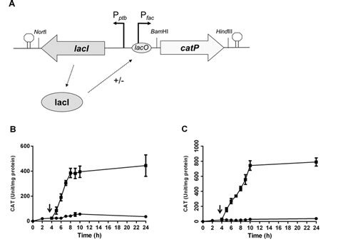 Schematic Diagram Of The Lac Based Iptg Inducible Expression Cassette