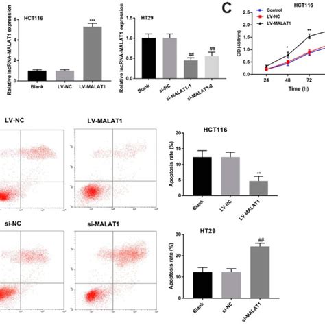 LncRNA MALAT1 Promotes The Proliferation And Inhibits The Apoptosis Of