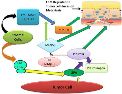 A Representation Of The Role Of Matrix Metalloproteinases In Ecm