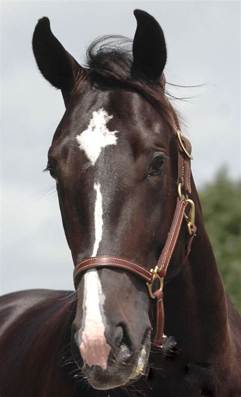 Recognize Horse Facial Markings Such As Blazes Stars And Snips Artofit