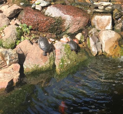 Red-Eared Slider Habitat - TurtleHolic