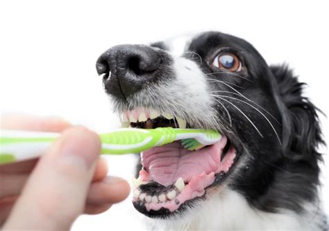 Spazzolino Da Denti Per Cani Il Miglior 2024 The Pet Life