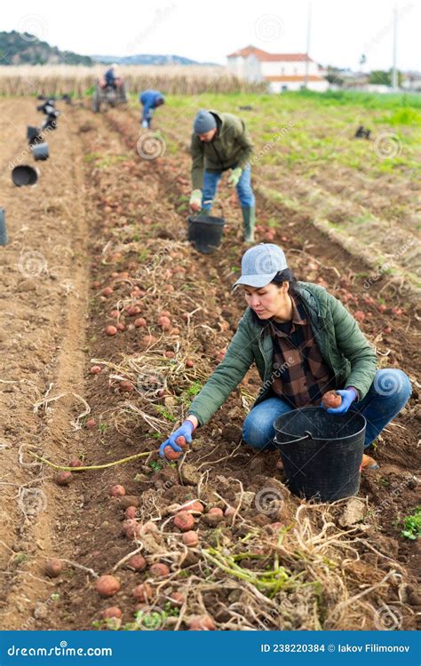 Asian Woman Farmer Harvesting Potato Stock Photo Image Of Culture