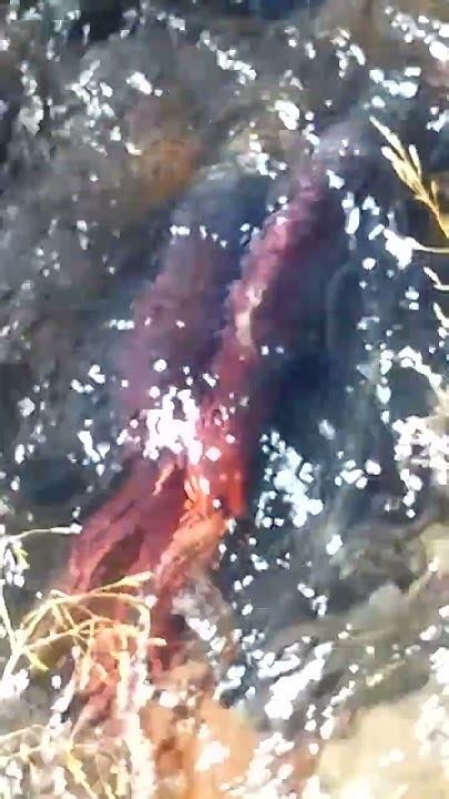 Kokanee Salmon Spawning Youtube