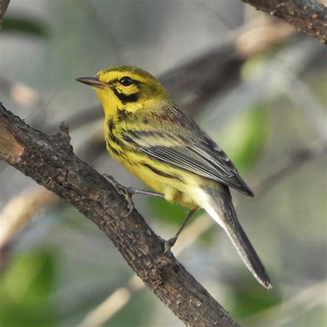 Prairie Warbler Casa Ana Playa Larga Cuba Jan Mersey Flickr