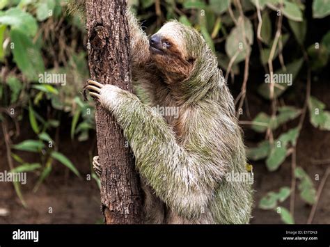 Brown Throated Three Toed Sloth Climbing On A Tree Costa Rica Stock