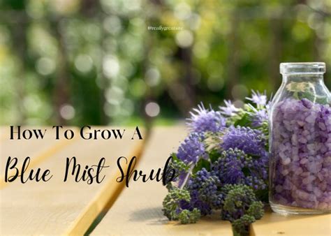 Growing Bluebeard Plant 1 Simple And Delightful Guide