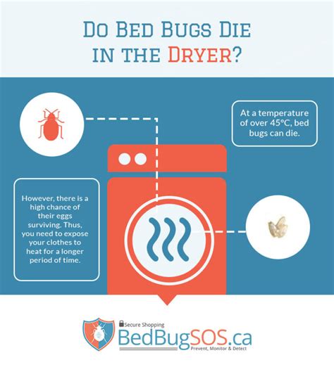 Does The Dryer Kill Bed Bug Eggs Pest Phobia