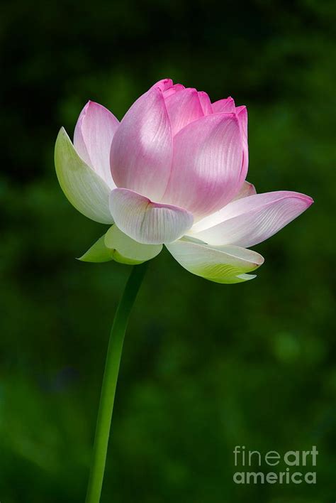 Magical Lotus Flower Photograph by Byron Varvarigos