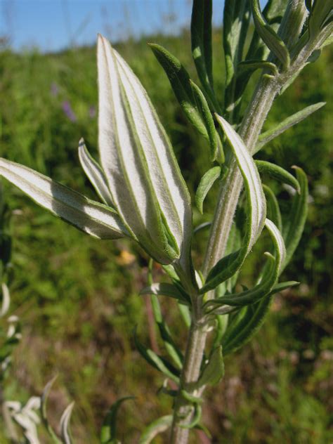 Artemisia Vulgaris Common Wormwood Go Botany