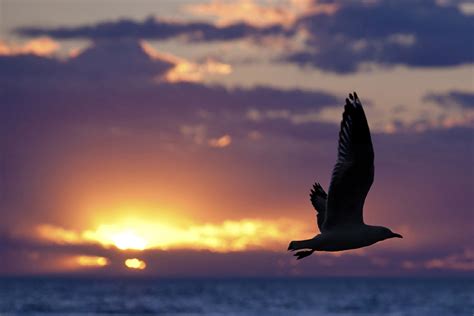 Free Images Beach Sea Water Nature Ocean Horizon Silhouette