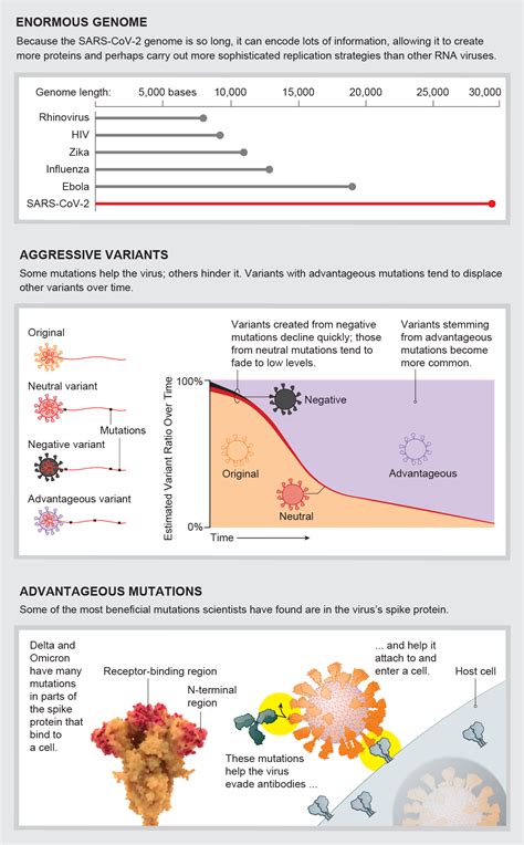 A Visual Guide To The Sars Cov Coronavirus Scientific American