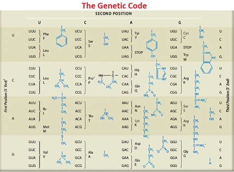 The Genetic Code Microbiology Notes