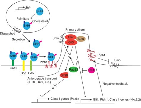 Sonic Hedgehog Protein