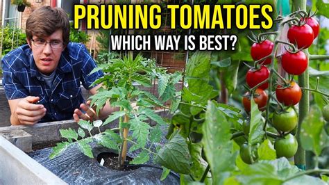 How To Prune Indeterminate Tomato Plants Methods Youtube