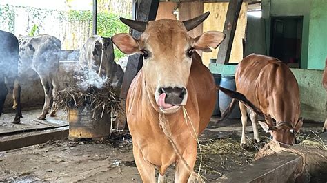 Menemukan Mainan Di KANDANG SAPI Wadidaw Mantul Boneka Tangan Mainan