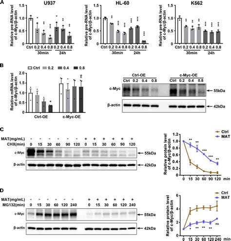 Frontiers Matrine A Potential C Myc Inhibitor Suppresses Ribosome