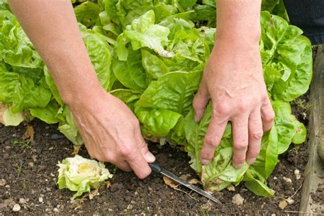 Lettuce Spacing to Grow Perfect Plants Every Time