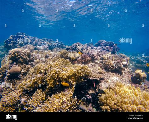 Coral And Fish In The Red Sea Coral Garden And Blue Sea With Other