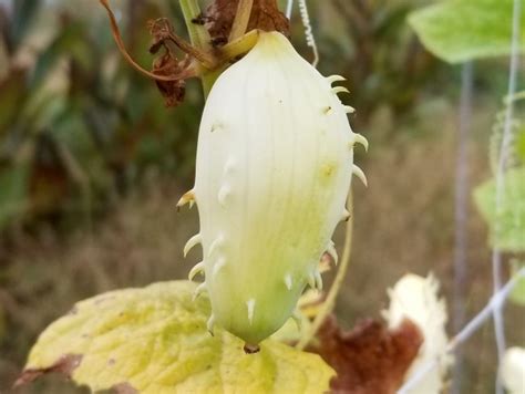 Achocha Fat Baby Cucumber Seeds Certified Organic Garden Hoard