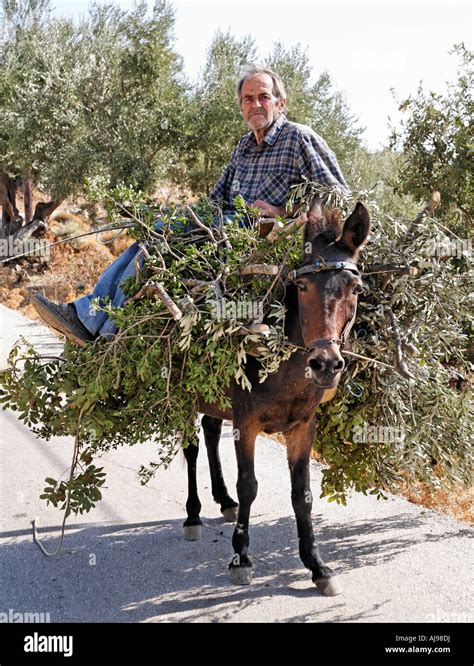 Greek Farmer On Donkey Samothraki Greek Islands Greece Hellas Stock ...