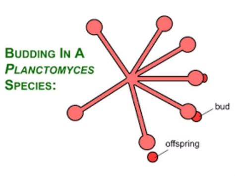 Reproduction In Bacteria Ppt