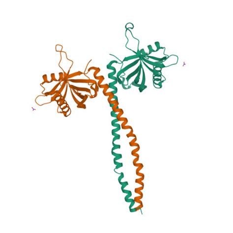 RCSB PDB 5AL7 N Terminal Fragment Of Drosophila Melanogaster Sas 6