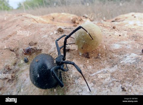 European Black Widow Southern Black Widow Mediterranean Black Widow