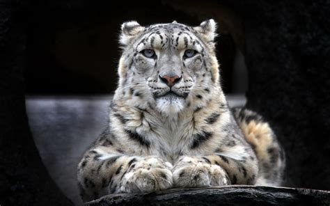 Snow Leopard 2, HD Animals, 4k Wallpapers, Images, Backgrounds, Photos ...