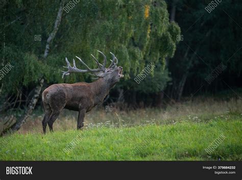 Red Deer Nature Image & Photo (Free Trial) | Bigstock