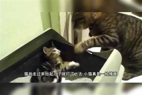 猫爸趁猫妈不在，无缘无故揍小猫，小猫：等我妈收拾你吧小猫猫爸猫妈