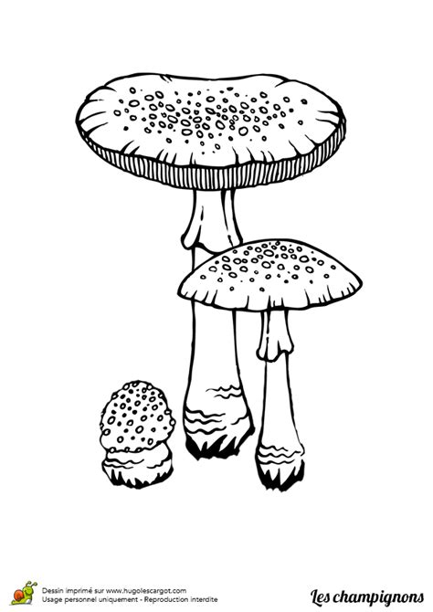 Coloriage Champignon Amanite Tue Mouche