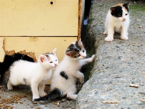 The Extraordinary Lives Of Istanbul S Street Cats Bloomberg