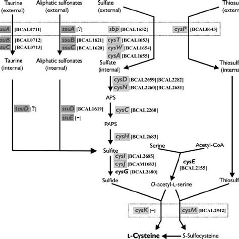 Amino Acid Sequence Alignment Of The E Coli Cysb And Cbl Proteins And